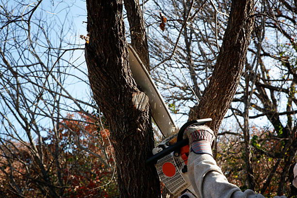 Best Fruit Tree Pruning  in USA